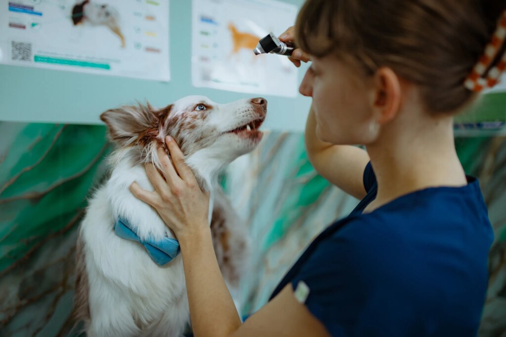 For Many Pet Owners, One Surprise Vet Bill Can Be Crippling